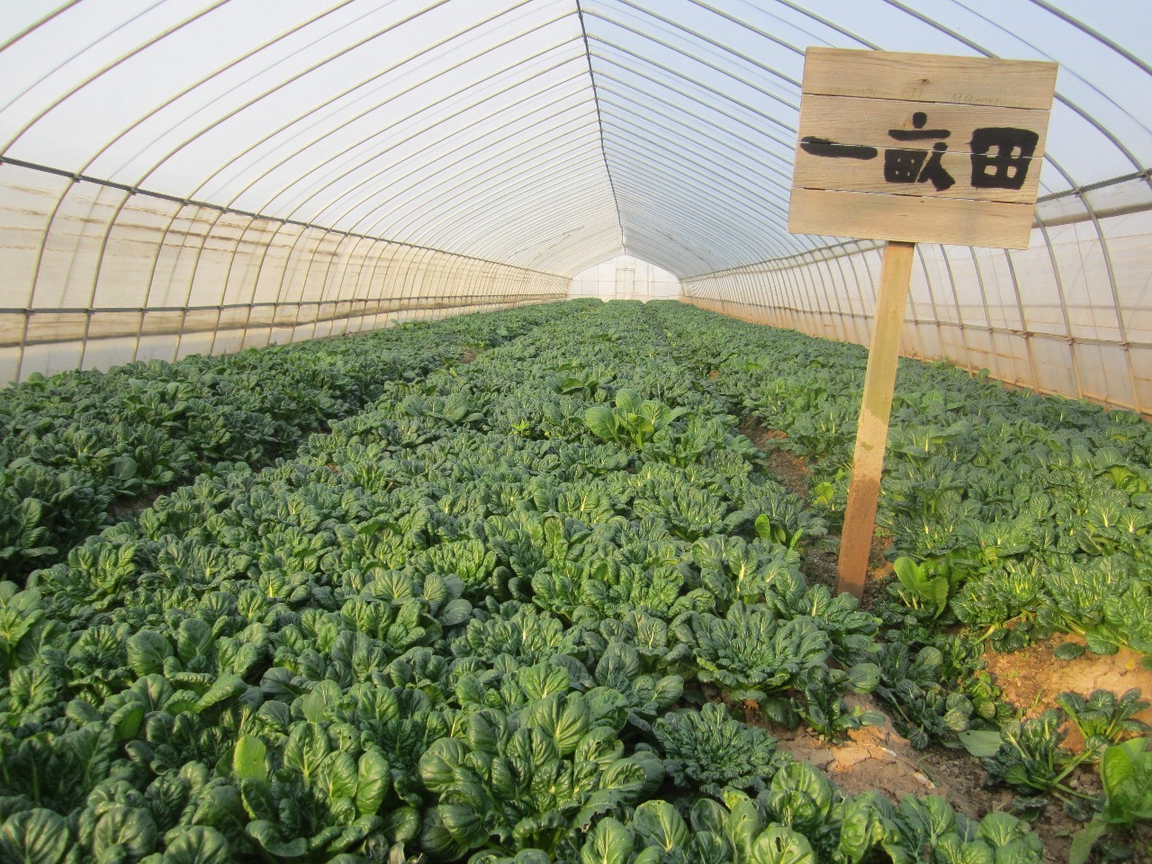 前方高能！魔都首家生态火锅店，在阳光房里吃出今年流行色~