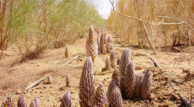 且末县2023年重点项目招标,且末县30万亩土地开发项目