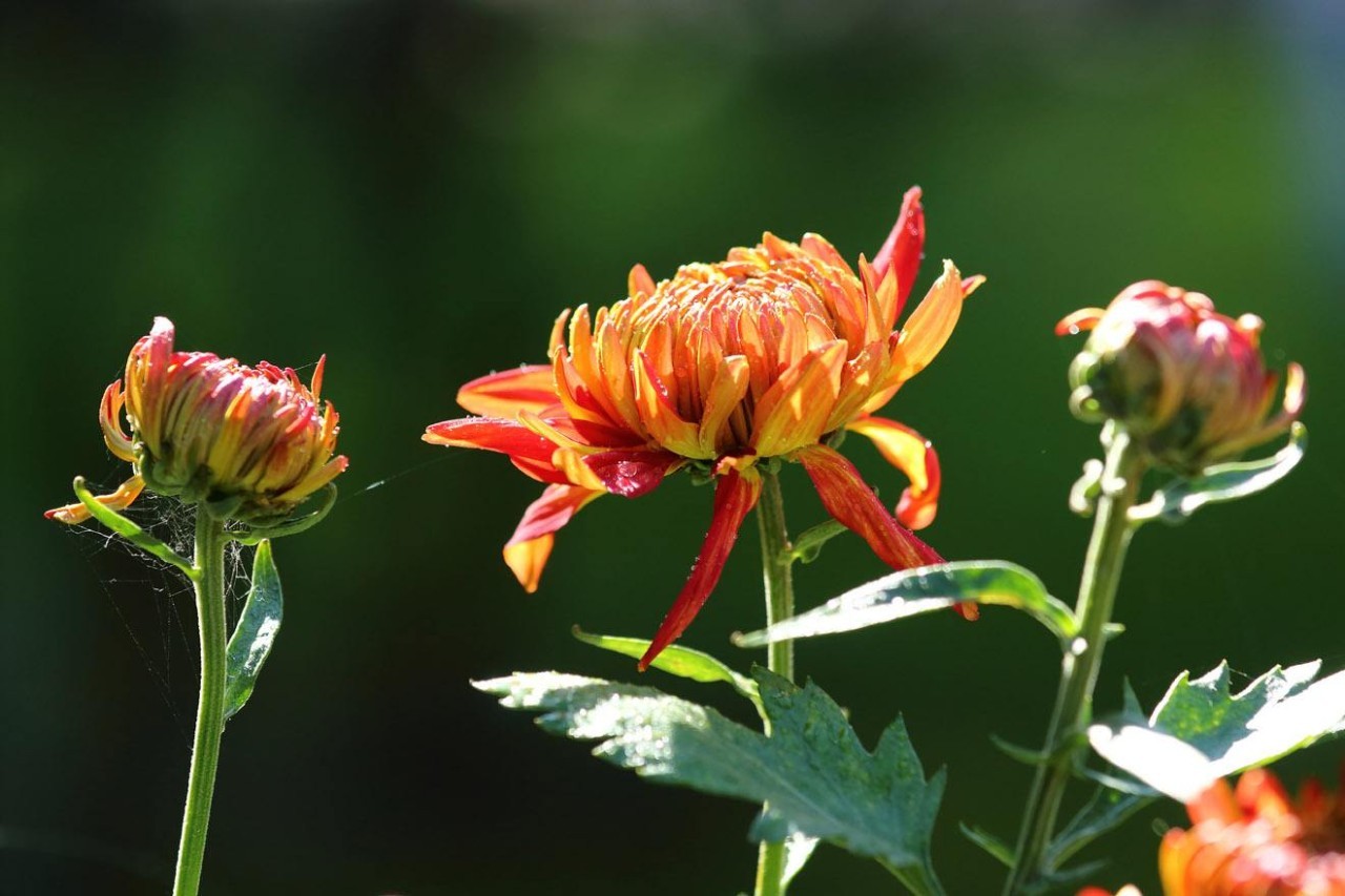 「诗词原创」闫鹏｜我辈当书胜绩激流犹待扬帆