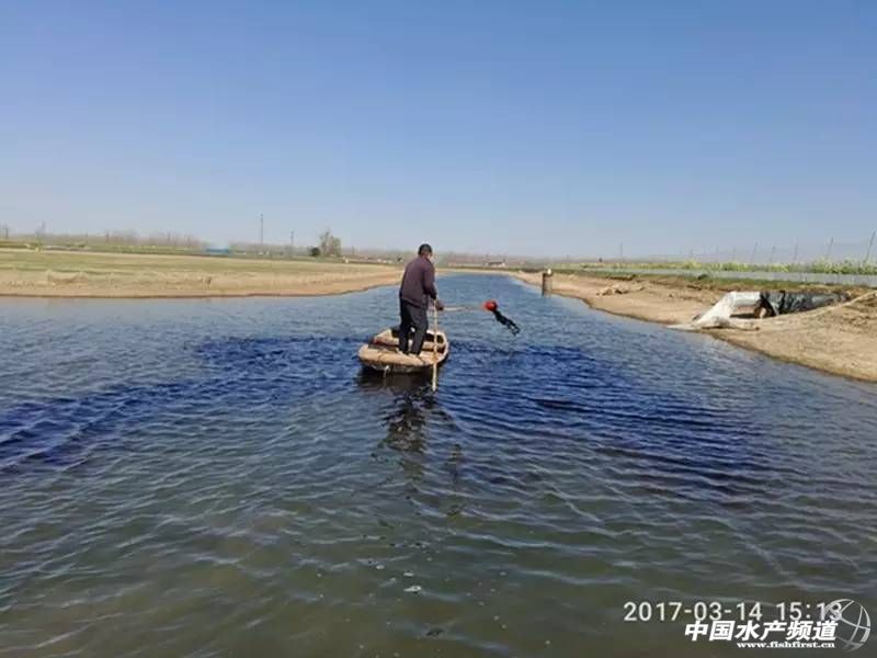 蟹塘低温青苔如何防治,早期蟹塘青苔怎么处理