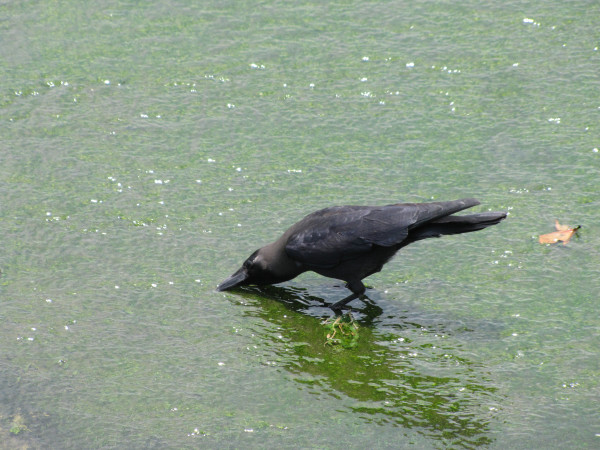 斯里兰卡“人文旅游”攻略综述