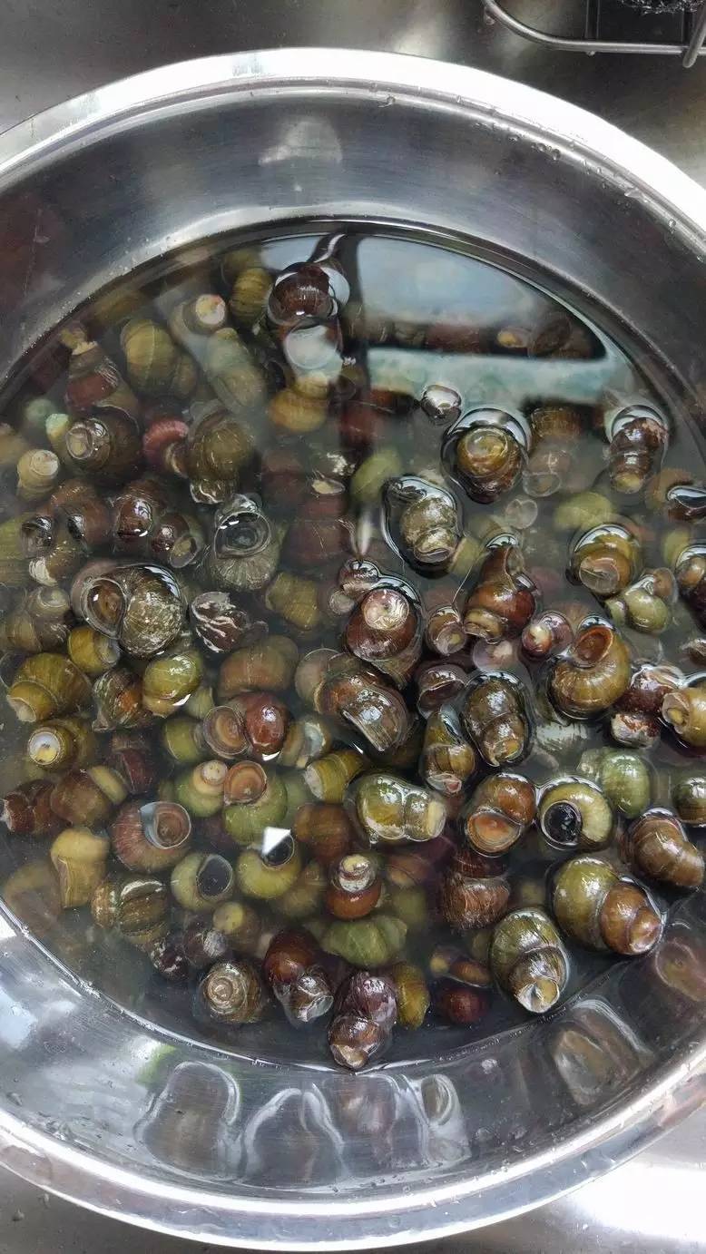 鲜螺蛳清洗,商用炒螺丝如何炒又嫩又好吸