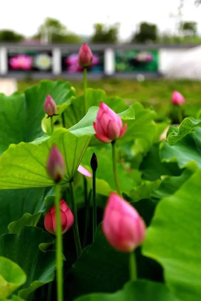 「诗词原创」闫鹏｜我辈当书胜绩激流犹待扬帆