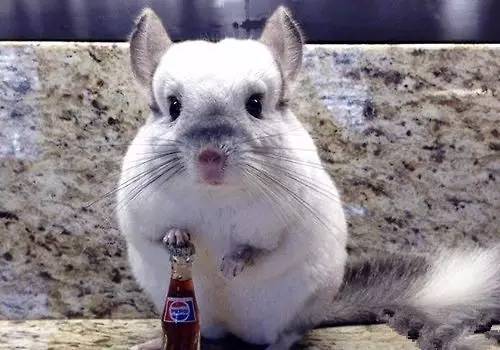 龙猫便秘需要隔离吗,宠物龙猫饲养关注事项视频教程