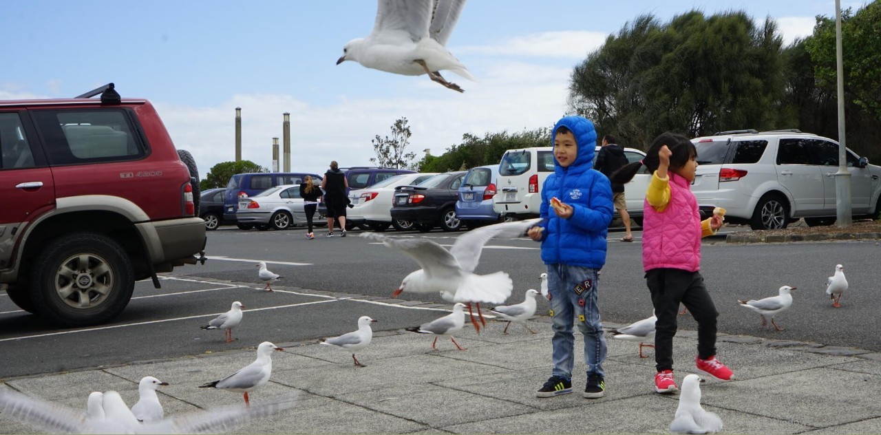图说：在澳洲的日常（2）｜陈秋平