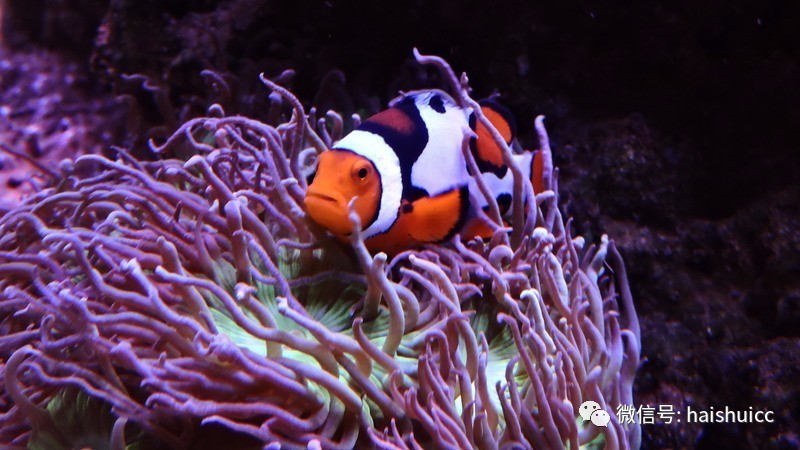 whatsapp显示版本过低,ph不超过1.8的原因