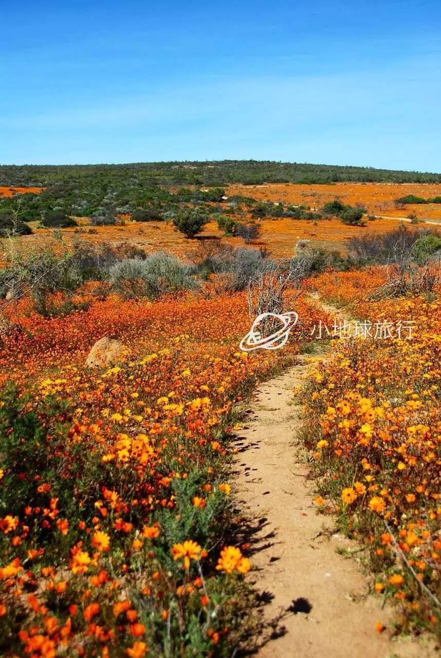 这一坨坨的仙人掌竟然跟*品毒**一样昂贵｜小地球纳马夸*博兰**物旅行日记（1）