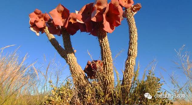这一坨坨的仙人掌竟然跟*品毒**一样昂贵｜小地球纳马夸*博兰**物旅行日记（1）