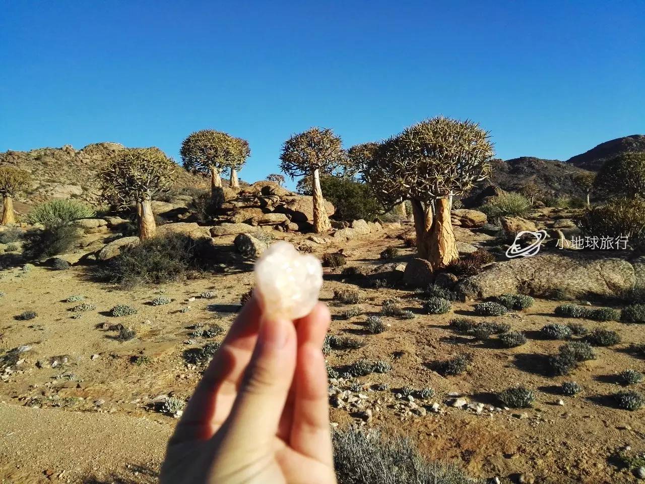 这一坨坨的仙人掌竟然跟*品毒**一样昂贵｜小地球纳马夸*博兰**物旅行日记（1）
