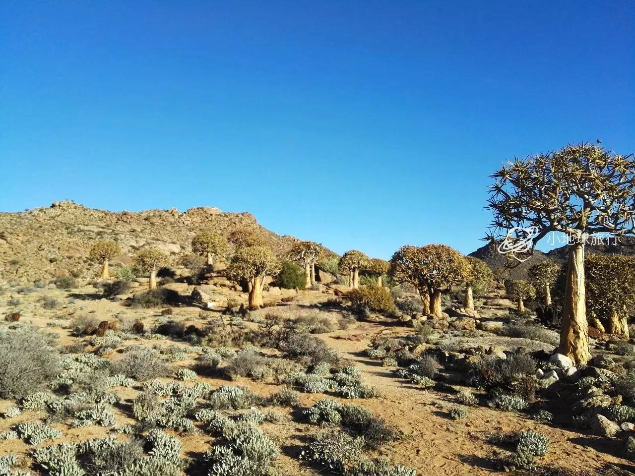 这一坨坨的仙人掌竟然跟*品毒**一样昂贵｜小地球纳马夸*博兰**物旅行日记（1）