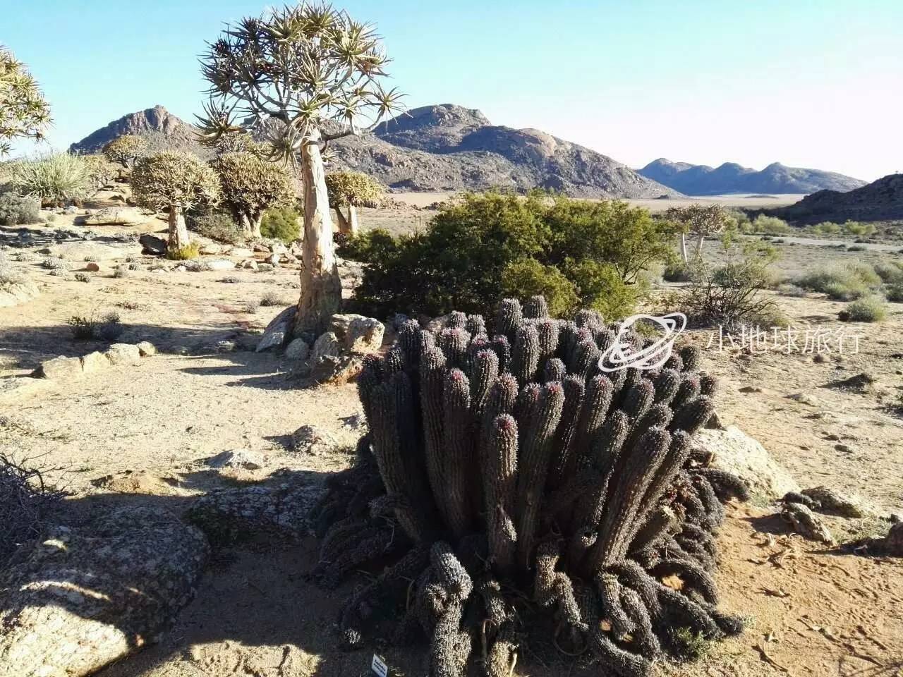 这一坨坨的仙人掌竟然跟*品毒**一样昂贵｜小地球纳马夸*博兰**物旅行日记（1）