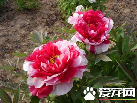 牡丹花有多种花色,牡丹花有几种颜色