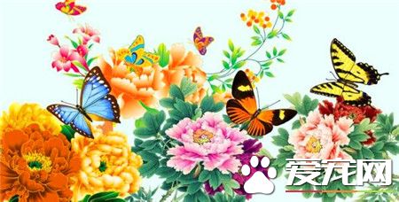 牡丹花有多种花色,牡丹花有几种颜色