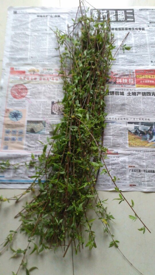 自制的柳树生根剂最多能用多久,新鲜的柳树枝可以做生根水吗