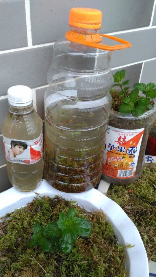 自制的柳树生根剂最多能用多久,新鲜的柳树枝可以做生根水吗