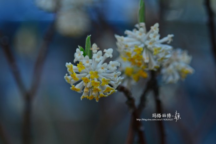 植物美图欣赏,仙气十足的植物图片
