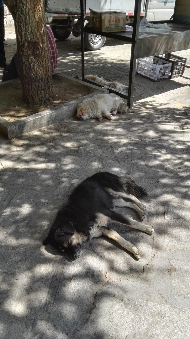 狗狗在西藏老是气喘,小型狗去西藏有高原反应怎么办