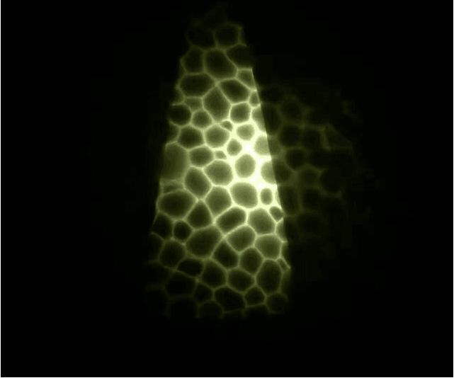 椰子boost350v2所有系列,椰子boost350v2白黄官方发售价