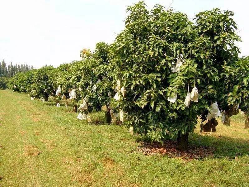 这芒果的味道太惊艳！年销6000万的批发商靠它成上海芒果一姐