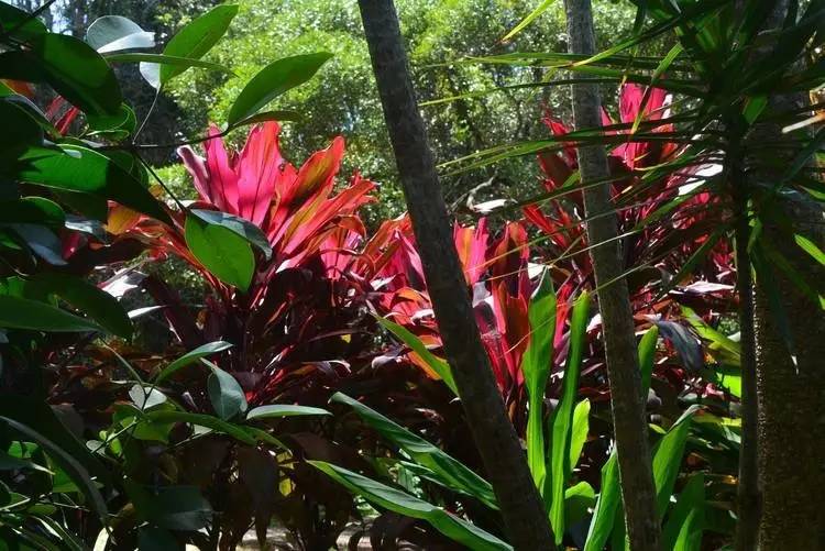 刘强东与奶茶妹妹的婚礼举办地大堡礁到底有多美？自己去看！