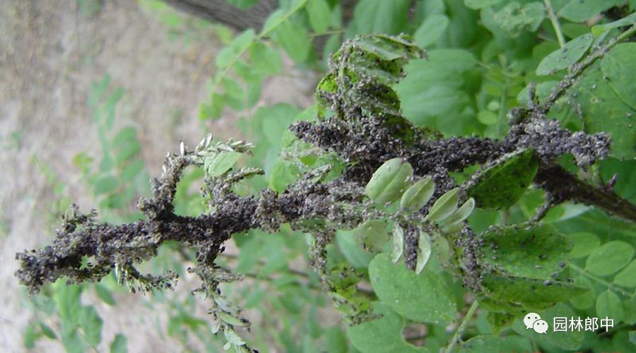 辣椒蚜虫如何防治,萝卜蚜虫防治方法