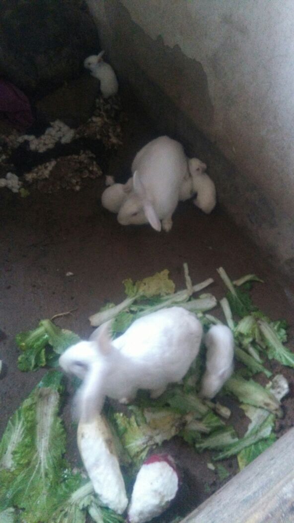 兔子的生活习惯,兔子的生活习惯和本领