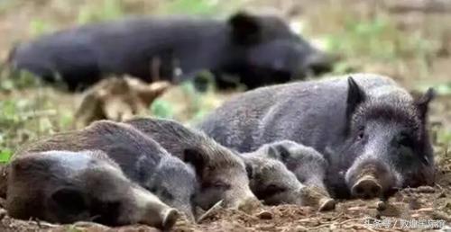 原生态无污染绿色食物,聚贤生态园李家铁锅炖凉菜菜单