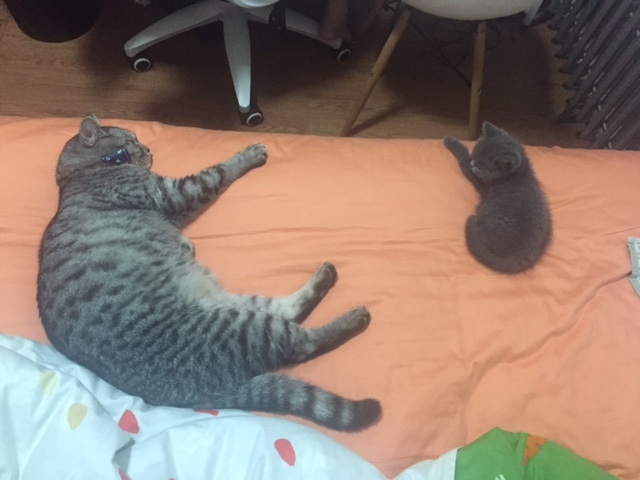 去猫舍买猫要多少钱,宠物市场买的蓝猫两个月能活吗