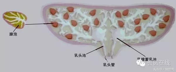 涨姿势：母猪乳腺内部结构详解