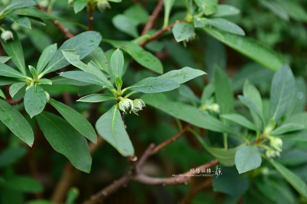 植物美图欣赏,仙气十足的植物图片