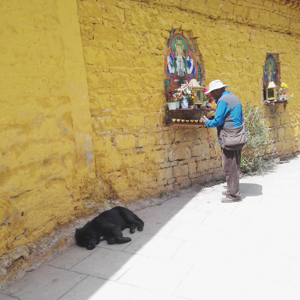 狗狗在西藏老是气喘,小型狗去西藏有高原反应怎么办