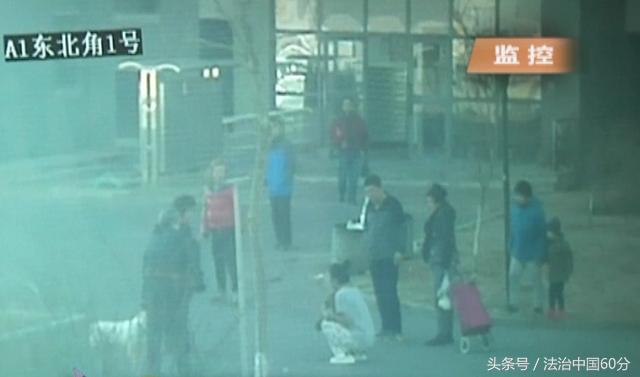 大连狗狗被打事件,宠物狗挑衅大型犬被咬死