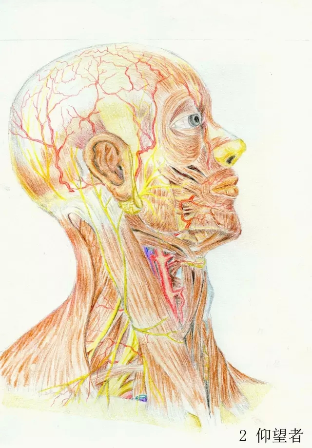 正所谓画骨画皮也画心,画皮画骨还画心