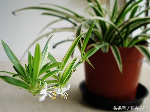 过期的药千万别扔它有大用途,过期药不要扔让它变为宝