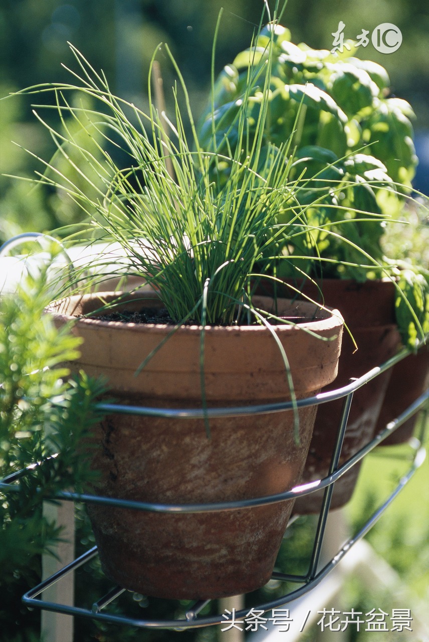 过期的药千万别扔它有大用途,过期药不要扔让它变为宝