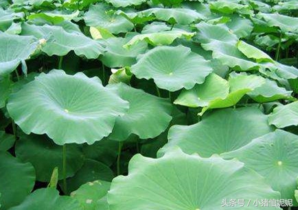 荷叶绿豆百合粥的功效,绿豆治畜禽疾病