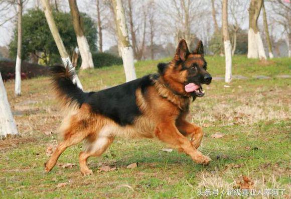 怎么训练德牧凶猛,如何把德牧训的特别猛