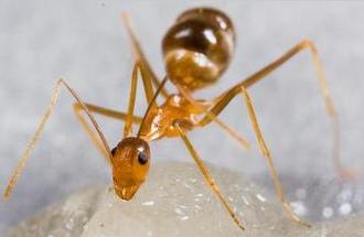 大型蚁类虫子带翅膀,全异巨首蚁各种种类蚂蚁体型