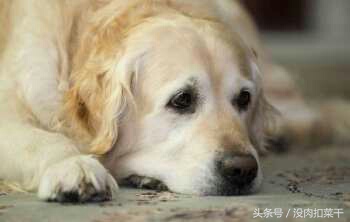 狗狗突然很粘人焦躁不安怎么回事,家里的狗狗不叫怎么办