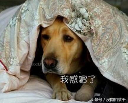 狗狗突然很粘人焦躁不安怎么回事,家里的狗狗不叫怎么办