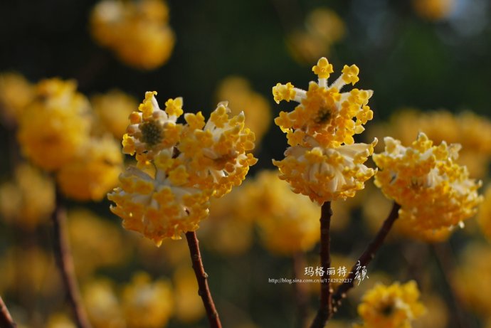 植物美图欣赏,仙气十足的植物图片