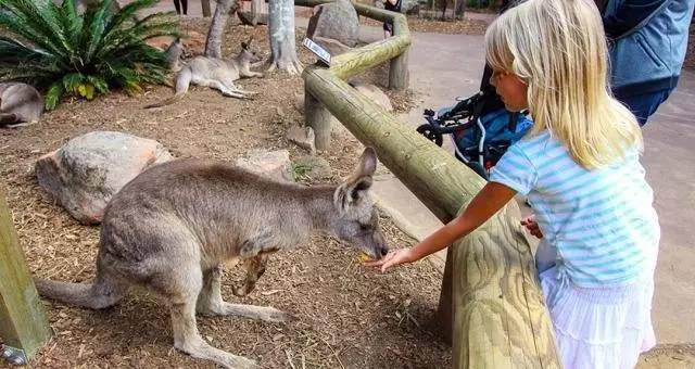 刘强东与奶茶妹妹的婚礼举办地大堡礁到底有多美？自己去看！