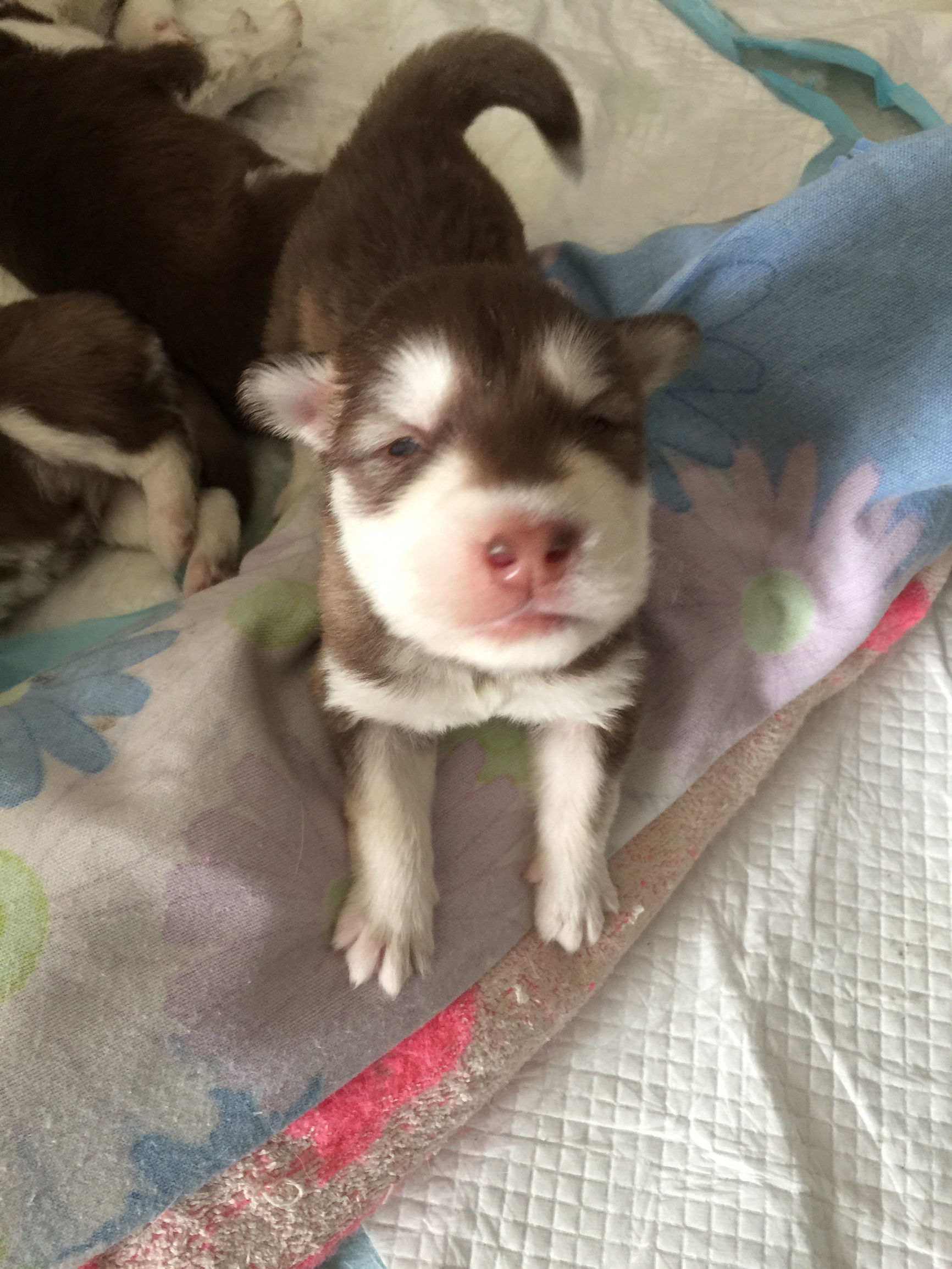 阿拉斯加临产,阿拉斯加拖主人4小时