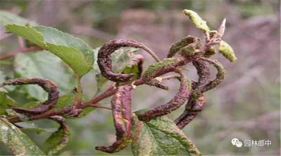 辣椒蚜虫如何防治,萝卜蚜虫防治方法