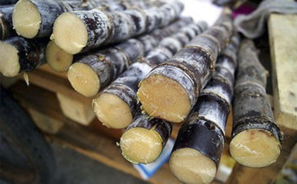 女性吃甘蔗的危害,多吃甘蔗有什么好处