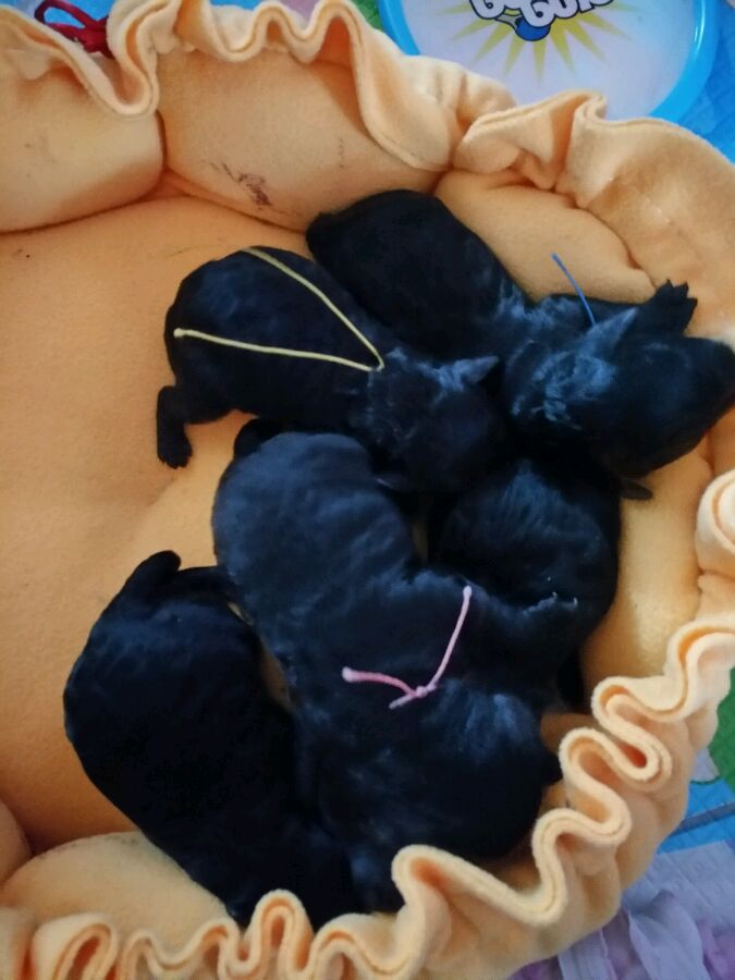 泰迪被小土狗欺负生下了田园版泰迪，网友纷纷留言说我也想要一只