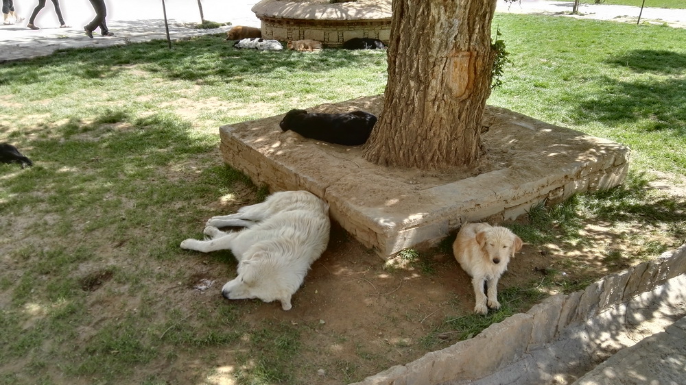 狗狗在西藏老是气喘,小型狗去西藏有高原反应怎么办