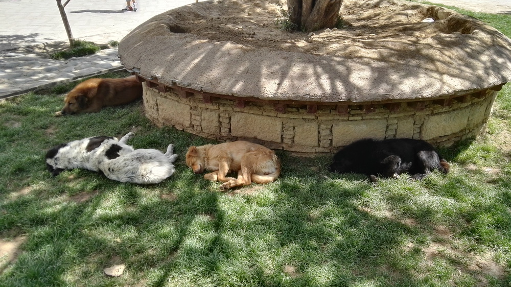 狗狗在西藏老是气喘,小型狗去西藏有高原反应怎么办