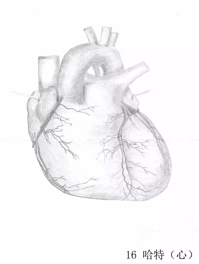 正所谓画骨画皮也画心,画皮画骨还画心