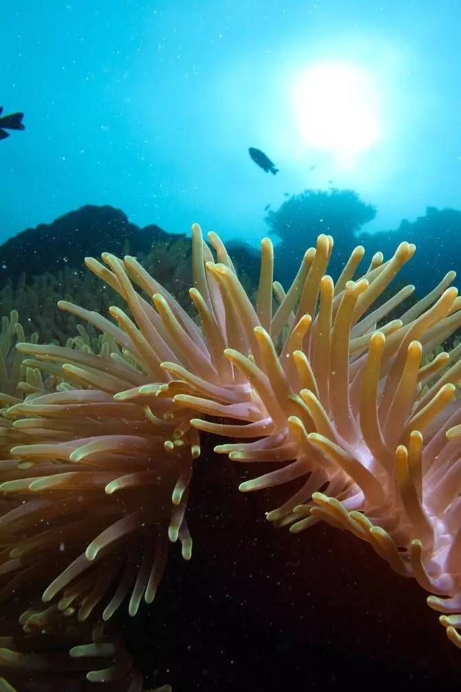 刘强东与奶茶妹妹的婚礼举办地大堡礁到底有多美？自己去看！